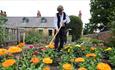 Image of someone tending to The 1900s Pit Village Gardens at Beamish Museum.