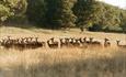 Deer Park Raby Castle