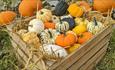 Batch of pumpkins at East Grange Farm