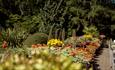 Vibrant yellow, orange and red flowers in bloom at Durham University Botanic Garden.