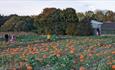 Pumpkin Patch at East Grange Farm
