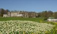 Wynyard Hall and grounds with daffodils in the foreground
