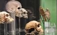 Replica skulls in the Museum of Archaeology