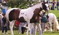 A horse at Bowes Show