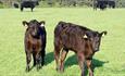 Cows at Broom House Forest Adventure Trail