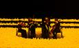 Group of musicians playing string instruments surrounded by hundreds of candles.