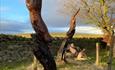 A tree carving