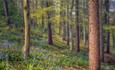 Forest with Bluebells