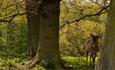 Deer in forest