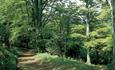 Forest at Castle Eden Dene National Nature Reserve