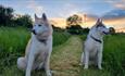 Two dogs sat in a field