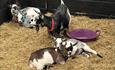 Goats at Bonners Lodge Caravan Park