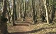 Woodland footpath through Hawthorn Dene