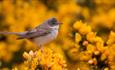 Bird sitting on gorse bush in flower