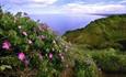 Horden Grasslands Local Nature Reserve Walk