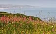 Horden grassland with sea in background