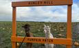 Alpacas at Kinley Hill Pumpkin Patch.