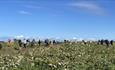 Families picking pumpkins at Kinley Hill Pumpkin Patch.