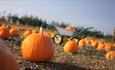 Kinley Hill Pumpkin Patch.