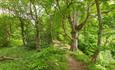 Image of large, enchanting trees in Pelaw Wood.