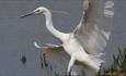 Egret landing on grass with pool of water behind