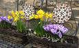 Flowers at The Snuggery Staindrop County Durham