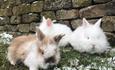 Play with the rabbits at Hall Hill Farm