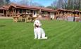 Vindomora Country Lodges dog friendly