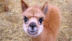 Cuddle the Alpacas at Hall Hill Farm