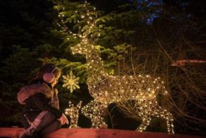 A child sitting beside an illuminated reindeer on the Enchanted Christmas Trail.