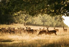 Deer Park - a group of deer gathering under a tree