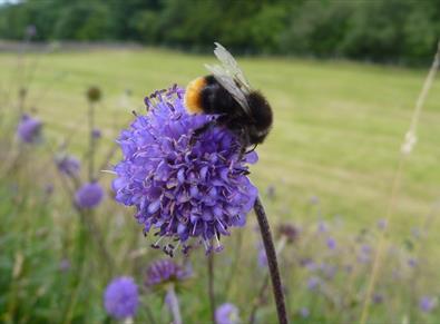 a bee on a purple flower in a wild flower meadow.