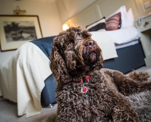 Dog friendly places to stay in Durham