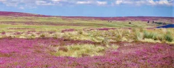 heather moorlands on a sunny day in the durham dales and north pennines AONB