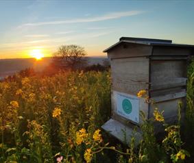 A beehive at sunset