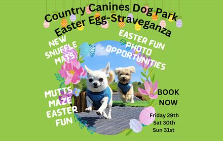 Photo of two small happy dogs running, and graphic illustrations of Easter eggs and flowers.
