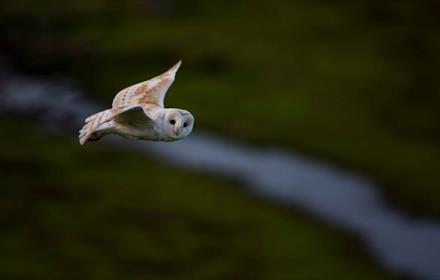 Image of a Barn Owl flying through the night sky.