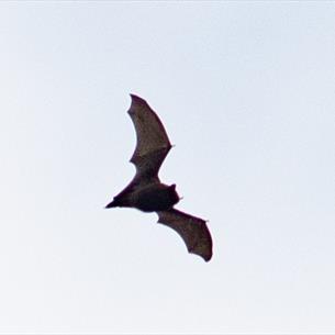 A flying bat