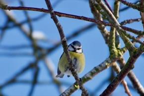 Image of a blue tit amongst tree branches by Peter Grunton