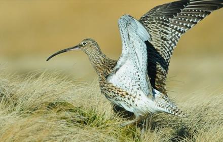 A curlew on grass with wings raised