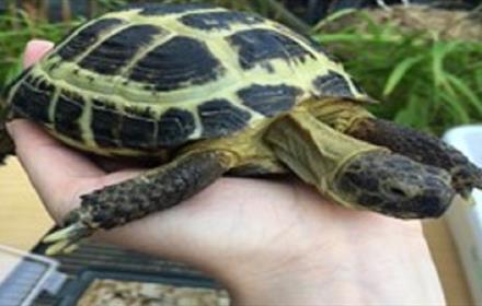 Outstretched hand holding a tortoise.