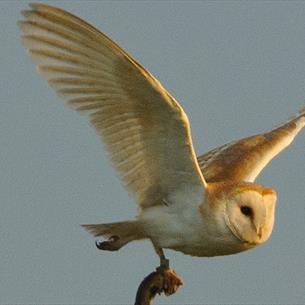 An owl flying