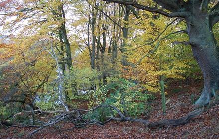 Woodland Riverbank in Autumn