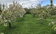 Blossom on rows of apple trees in the orchard