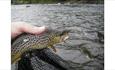 Wild Trout Fishing