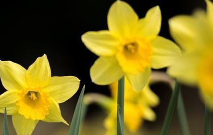Close-up of daffodils
