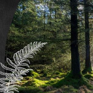 Forests for Wellbeing. Image of someone walking through a pleasant, sunlit forest.