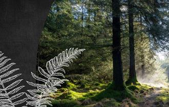 Forests for Wellbeing. Image of someone walking through a pleasant, sunlit forest.