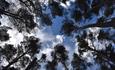 View of the sky from forest floor