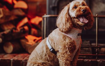Image of a happy looking dog at South Causey Inn.